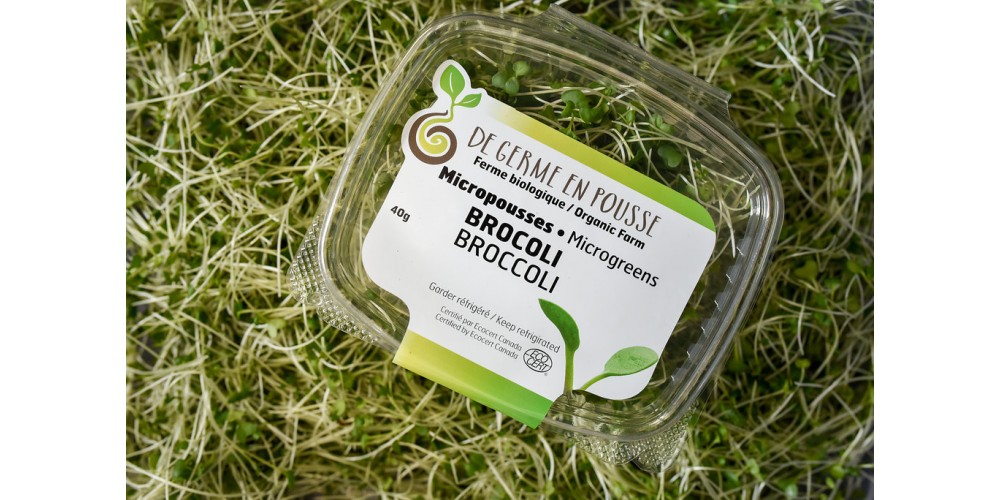 Broccoli organic microgreens